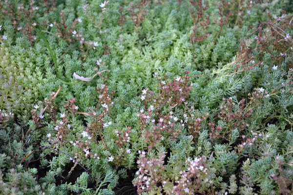 Красивый Травяной Фон Природы Седум Каменная Капля Кроличья Капуста — стоковое фото