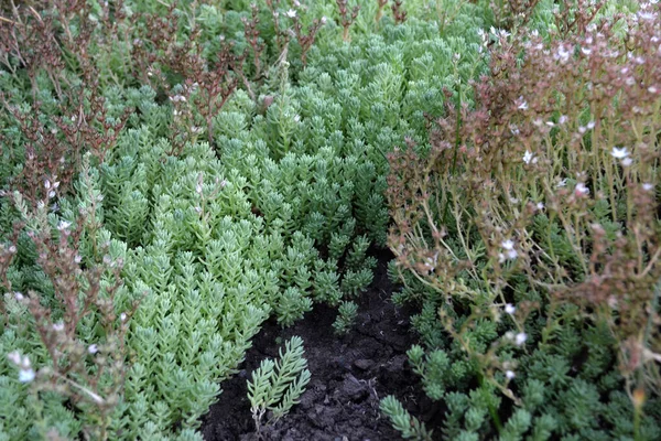 Mooie Kruidenachtergrond Van Natuur Voorjaarslandschap Een Sedum Een Steenpuist Harige — Stockfoto