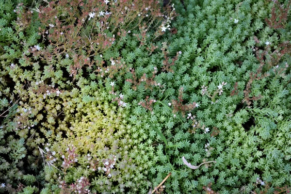 Schöne Pflanzliche Abstrakte Hintergrund Der Natur Frühlingslandschaft Hasenkohl Sedum Steinkropf — Stockfoto