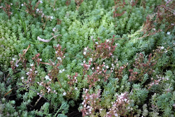 Красивый Травяной Абстрактный Фон Природы Весенний Пейзаж Кроличья Капуста Седум — стоковое фото