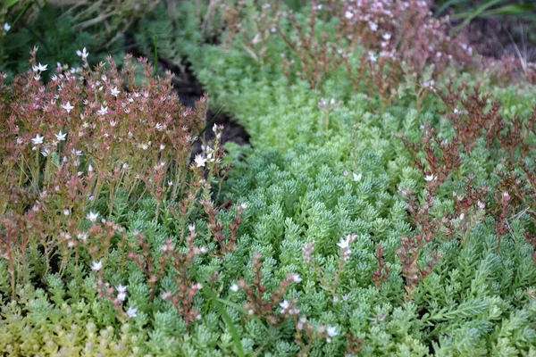 美丽的草本抽象的自然背景 春天的风景 小白菜Sedum 石头砸人青苔 美丽的观赏植物 — 图库照片
