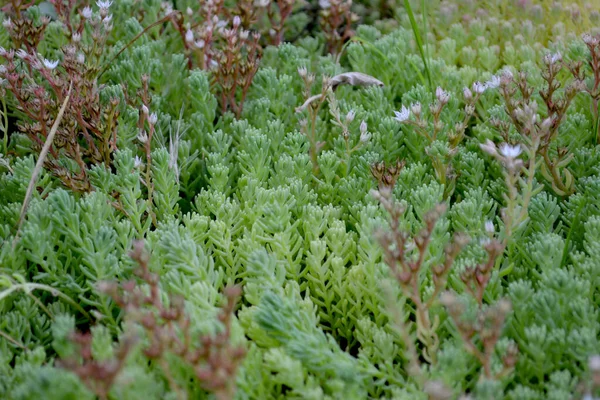 Beau Fond Abstrait Base Plantes Nature Sedum Pierre Paysage Printanier — Photo