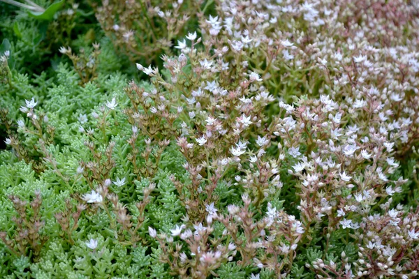 美丽的草本抽象的自然背景 Sedum 石头砸人春天的风景 小白菜青苔 美丽的观赏植物 春花床 — 图库照片