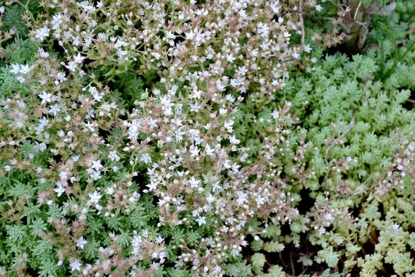 Schöne Pflanzliche Abstrakte Hintergrund Der Natur Sedum Steinekrop Frühlingslandschaft Hasenkohl — Stockfoto