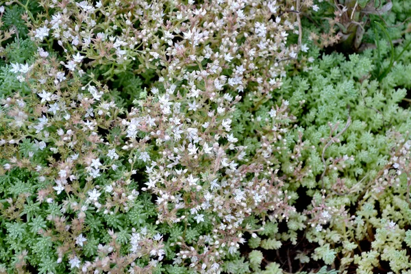 Beau Fond Abstrait Base Plantes Nature Sedum Pierre Paysage Printanier — Photo