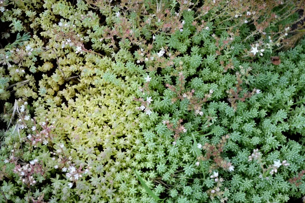 美丽的草本抽象的自然背景 Sedum 石头砸人春天的风景 小白菜青苔 美丽的观赏植物 — 图库照片