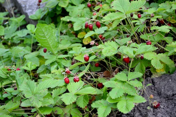 Doğanın Güzel Bitkisel Soyut Arka Planı Fragaria Vesca Yaz Manzarası — Stok fotoğraf