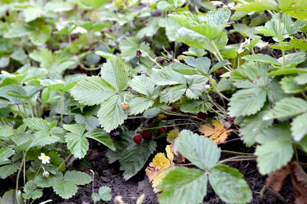 自然の美しいハーブ抽象的な背景 フラグラリア ベスカ 役に立つ植物 イチゴの茂み 野生のイチゴの赤い果実 — ストック写真