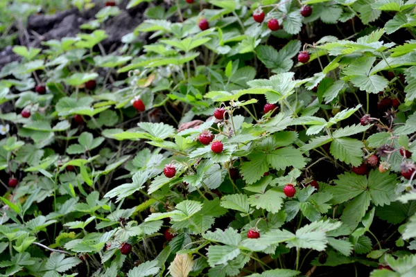 Fragaria Vesca Belo Fundo Abstrato Ervas Natureza Paisagem Verão Planta — Fotografia de Stock