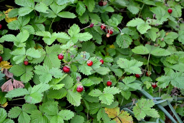 弗斯卡丽亚 弗斯卡美丽的大自然背景 一丛丛草莓 野草莓红色浆果 — 图库照片