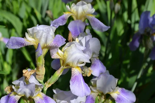 Planta Rizomatosa Perenne Familia Iris Iridaceae Hermoso Fondo Abstracto Floral —  Fotos de Stock