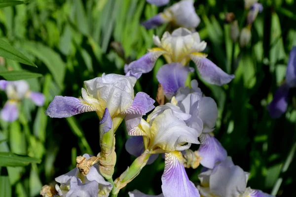 Planta Rizomatosa Perene Família Iris Iridaceae Fundo Abstrato Floral Bonito — Fotografia de Stock