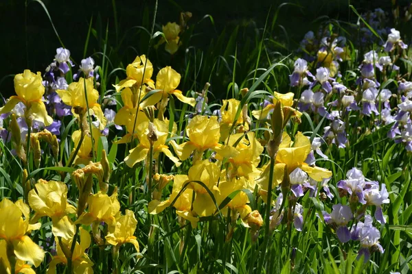 Jestem Iris Wieloletnia Roślina Kłączowa Rodziny Iris Iridaceae Piękne Kwiatowe — Zdjęcie stockowe