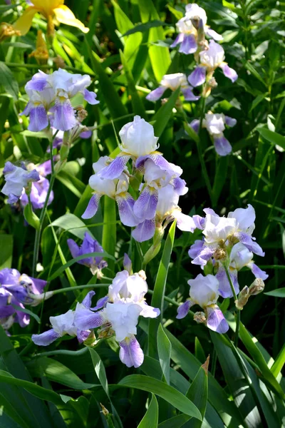 Iris Flerårig Rhizomatös Växt Familjen Iris Iridaceae Vacker Bakgrund Naturen — Stockfoto