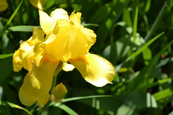 Jestem Iris Wieloletnia Roślina Kłączowa Rodziny Iris Iridaceae Piękne Kwiatowe — Zdjęcie stockowe