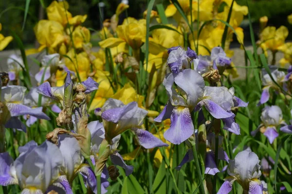 Wieloletnia Roślina Kłączowa Rodziny Iris Iridaceae Piękne Kwiatowe Abstrakcyjne Tło — Zdjęcie stockowe