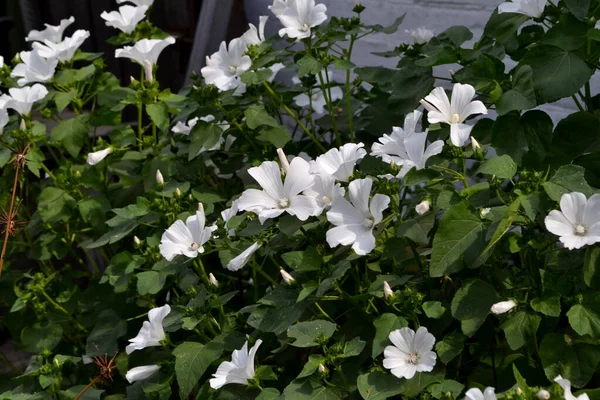 Lavatera Lavatera Trimestris Schöne Blumen Abstrakten Hintergrund Der Natur Sommerlandschaft — Stockfoto