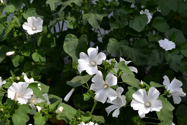 Het Toilet Lavatera Trimestris Prachtige Bloemen Abstracte Achtergrond Van Natuur — Stockfoto