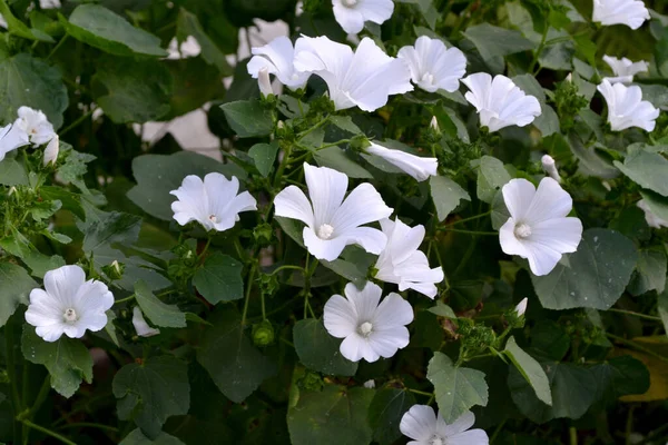 Lavatera Trimestris Het Toilet Prachtige Bloemen Abstracte Achtergrond Van Natuur — Stockfoto