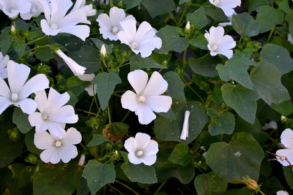 Prachtige Bloemige Achtergrond Van Natuur Het Toilet Lavatera Trimestris Zomer — Stockfoto