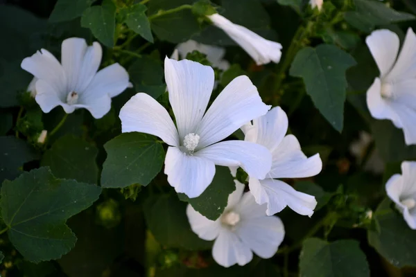 Vacker Blommig Abstrakt Bakgrund Naturen Lavatera Lavatera Trimestris Sommarlandskap Delikata — Stockfoto