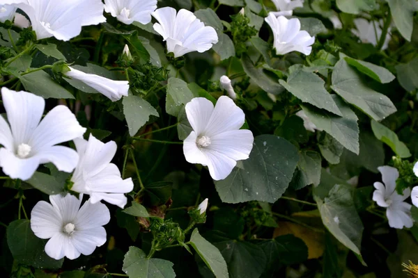 Lavatera Trimestris Het Toilet Prachtige Bloemen Abstracte Achtergrond Van Natuur — Stockfoto