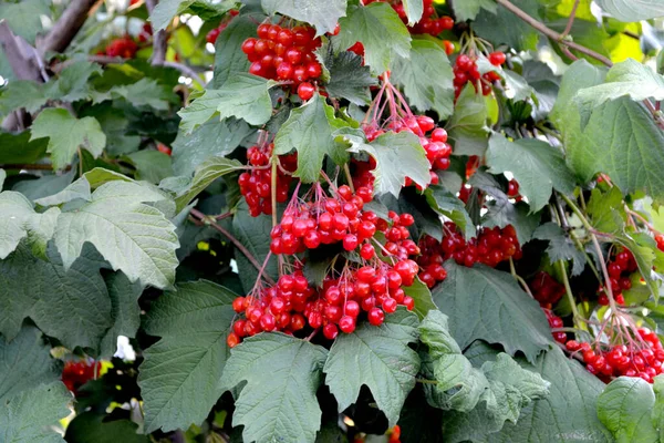 自然の美しい果実の抽象的な背景 Viburnum ウッドの開花植物の属 秋の風景 医学的果物伝統医学 赤い果実 — ストック写真