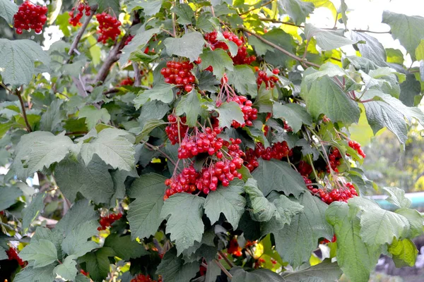 Beautiful Berries Abstract Background Nature Viburnum Genus Woody Flowering Plants — Stock Photo, Image