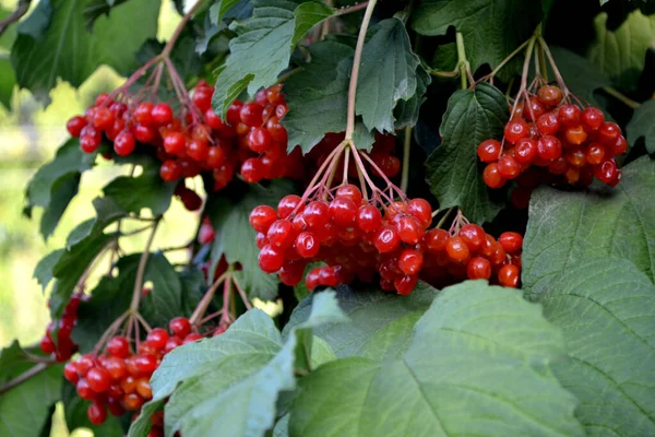 Viburnum Rod Dřevitých Kvetoucích Rostlin Adoxaceae Nádhera Podzim Léčivé Ovoce — Stock fotografie