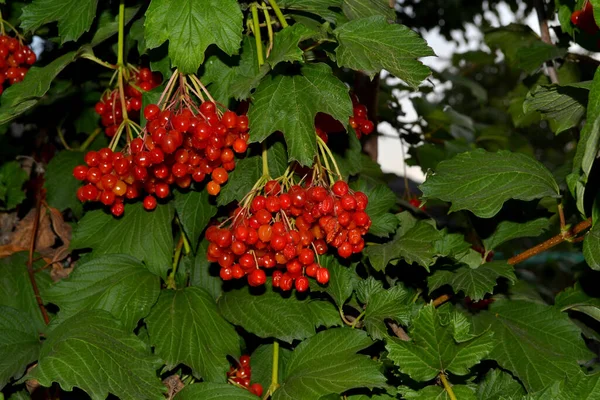 Viburnum ウッドの開花植物の属 いい果実だ 秋の風景 薬用フルーツ 赤い果実 — ストック写真