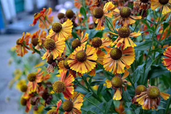 Helenio Helenium Konigstiger Helenio Otoñal Hermoso Fondo Abstracto Floral Naturaleza — Foto de Stock