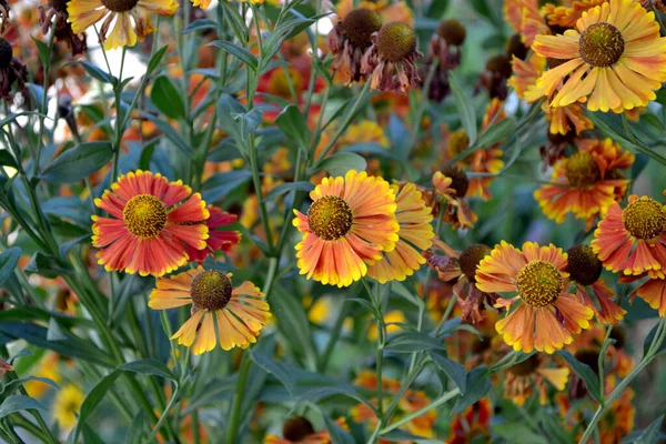 Helenium Helenium Autumnale Helenium Konigstiger Vacker Blommig Abstrakt Bakgrund Naturen — Stockfoto