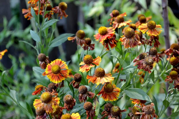 Helenium Konigstiger 입니다 Helenium Autumnale 자연의 아름다운 — 스톡 사진