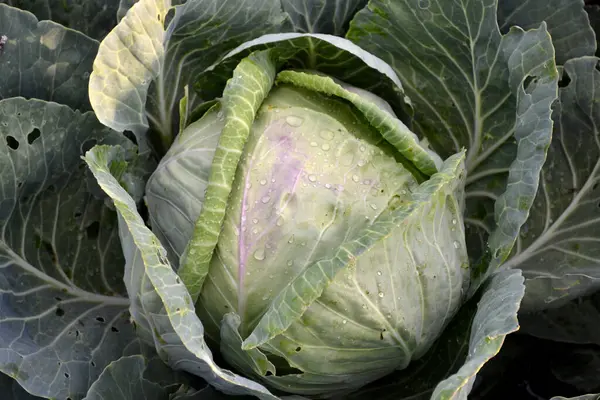 White Cabbage Beautiful Vegetable Abstract Background Nature Summer Landscape Beautiful — Stock Photo, Image