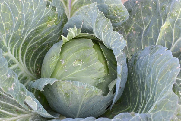 Vegetable White Cabbage Brassica Oleracea Beautiful Vegetable Abstract Background Nature — Stock Photo, Image