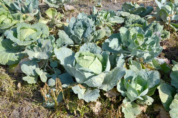 Vegetable White Cabbage Brassica Oleracea Beautiful Vegetable Background Nature — Stock Photo, Image