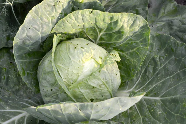 White Cabbage Beautiful Vegetable Abstract Background Nature Summer Landscape Beautiful — Stock Photo, Image