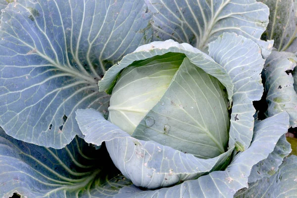ブラシカ オレラセア 白菜だ 自然の美しい野菜の抽象的な背景 夏の風景 美しい植物 — ストック写真