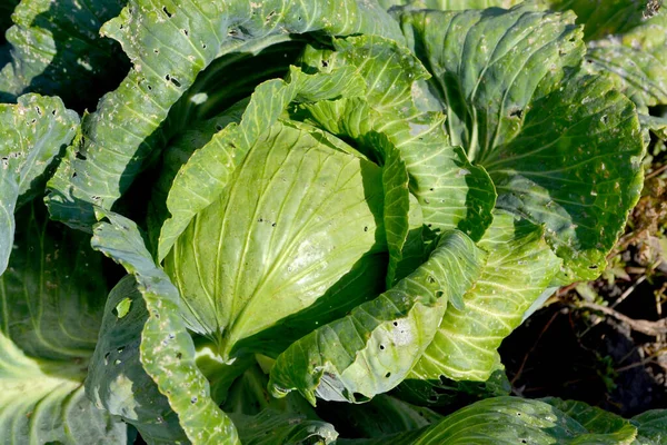 Brassica Oleracea White Cabbage Beautiful Vegetable Abstract Background Nature Summer — Stock Photo, Image