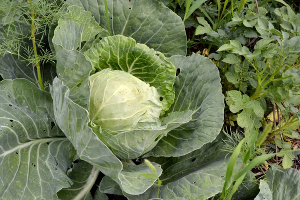 Brassica Oleracea Bellissimo Sfondo Vegetale Della Natura Paesaggio Estivo Cavoli — Foto Stock