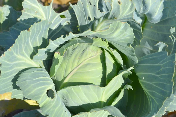 Vitkål Brassica Oleracea Vacker Vegetabilisk Bakgrund Naturen Sommarlandskap — Stockfoto