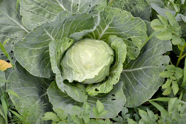 Brassica Oleracea Beautiful Vegetable Abstract Background Nature Summer Landscape White — Stock Photo, Image