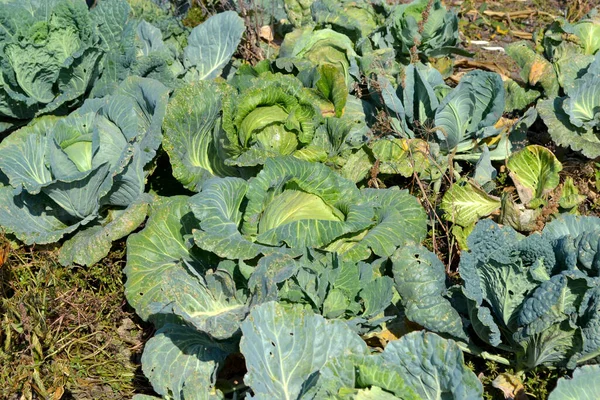 Warzywa Biała Kapusta Brassica Oleracea Piękne Warzywo Abstrakcyjne Tło Natury — Zdjęcie stockowe