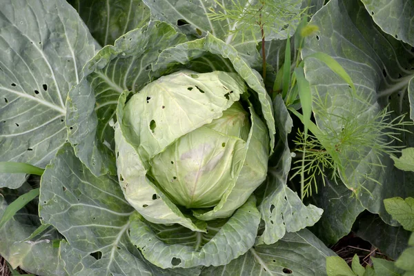 Brassica Oleracea Beautiful Vegetable Abstract Background Nature Summer Landscape Beautiful — Stock Photo, Image