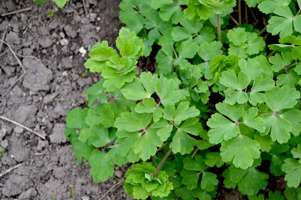 Linda Campana Jardín Aquilegia Plantas Perennes Herbáceas Ranunculaceae Hermoso Fondo — Foto de Stock