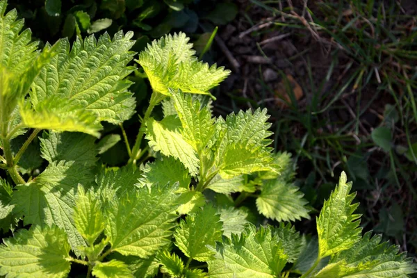 Beautiful Herbal Abstract Background Nature Summer Landscape Green Burning Plant — Stock Photo, Image