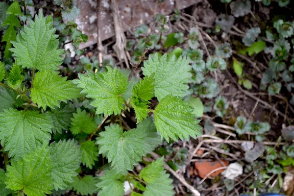 Urtica Dioica Hermoso Fondo Abstracto Hierbas Naturaleza Ortiga Paisaje Verano — Foto de Stock