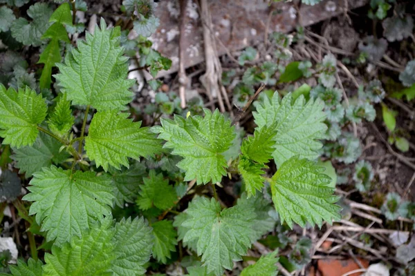 Urtica Dioica Schöne Pflanzliche Abstrakte Hintergrund Der Natur Brennnessel Sommerlandschaft — Stockfoto