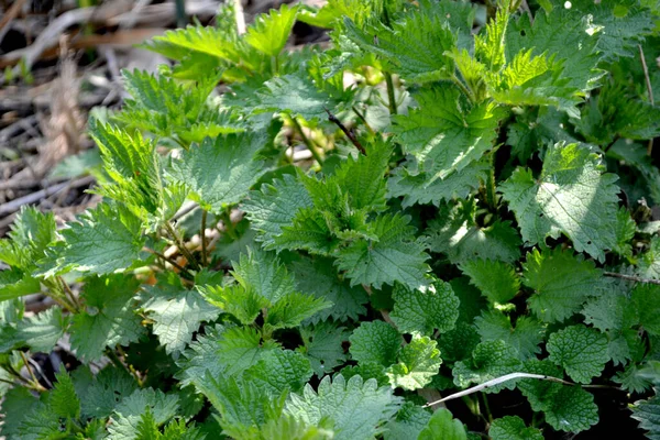 Urtica Dioica Beautiful Herbal Abstract Background Nature Nettle Summer Landscape — Stock Photo, Image