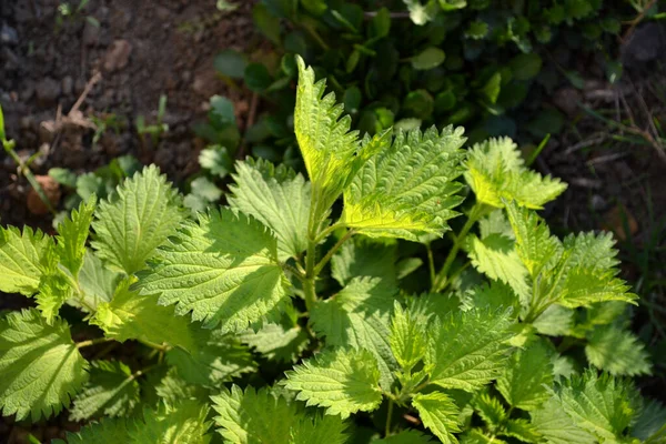 Vakker Urtebakgrunn Naturen Sommerlandskap Grønn Brennende Plante Nettle Urtica Dioica – stockfoto